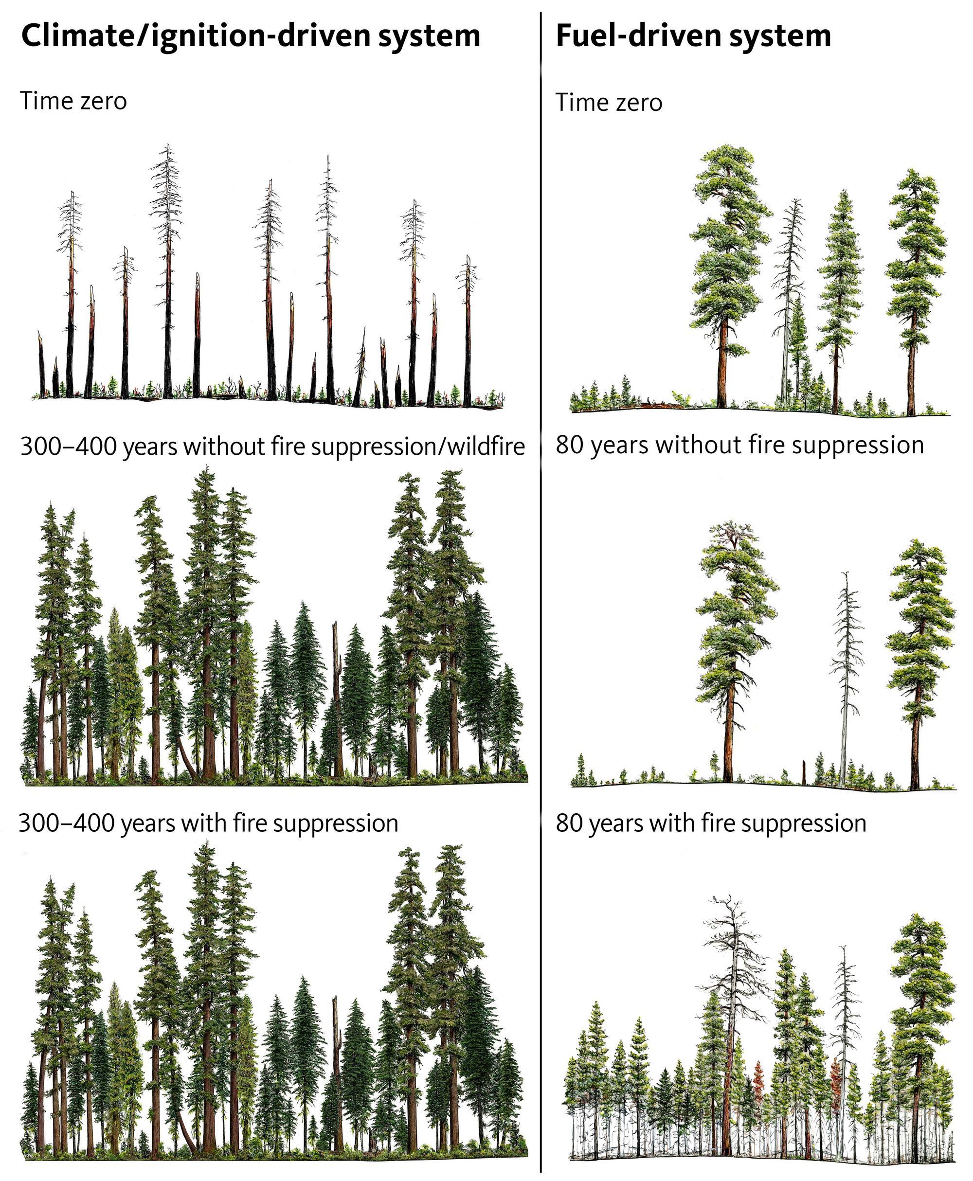 An illustration showing the structural differences between forests with climate/ignition-limited fire regimes and fuel-l