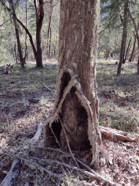 This dead pine in southwest Oregon has a typical fire scar called a “catface.” Inside the catface, many layers repre