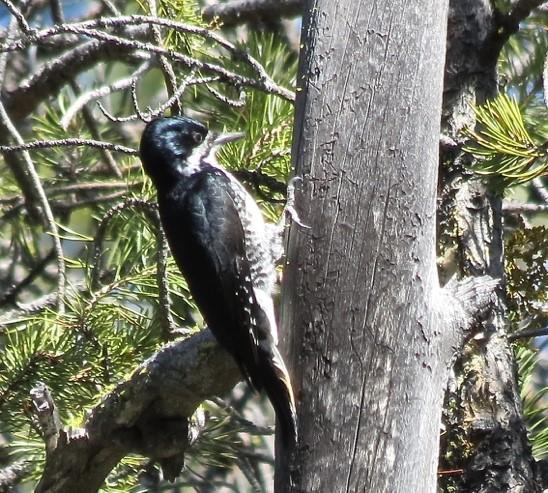 A black-backed woodpecker on a burned lodgepole pine in the eastern Cascades.
