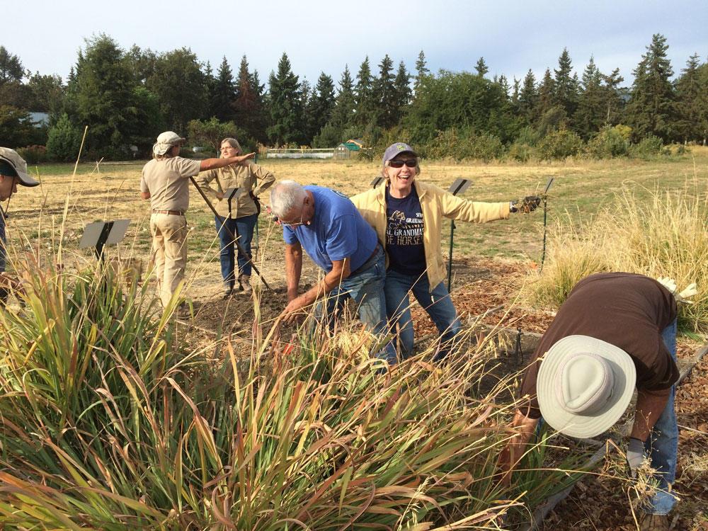 OSU Extension Land Stewards are pulling weeds in a forage plot in a field.