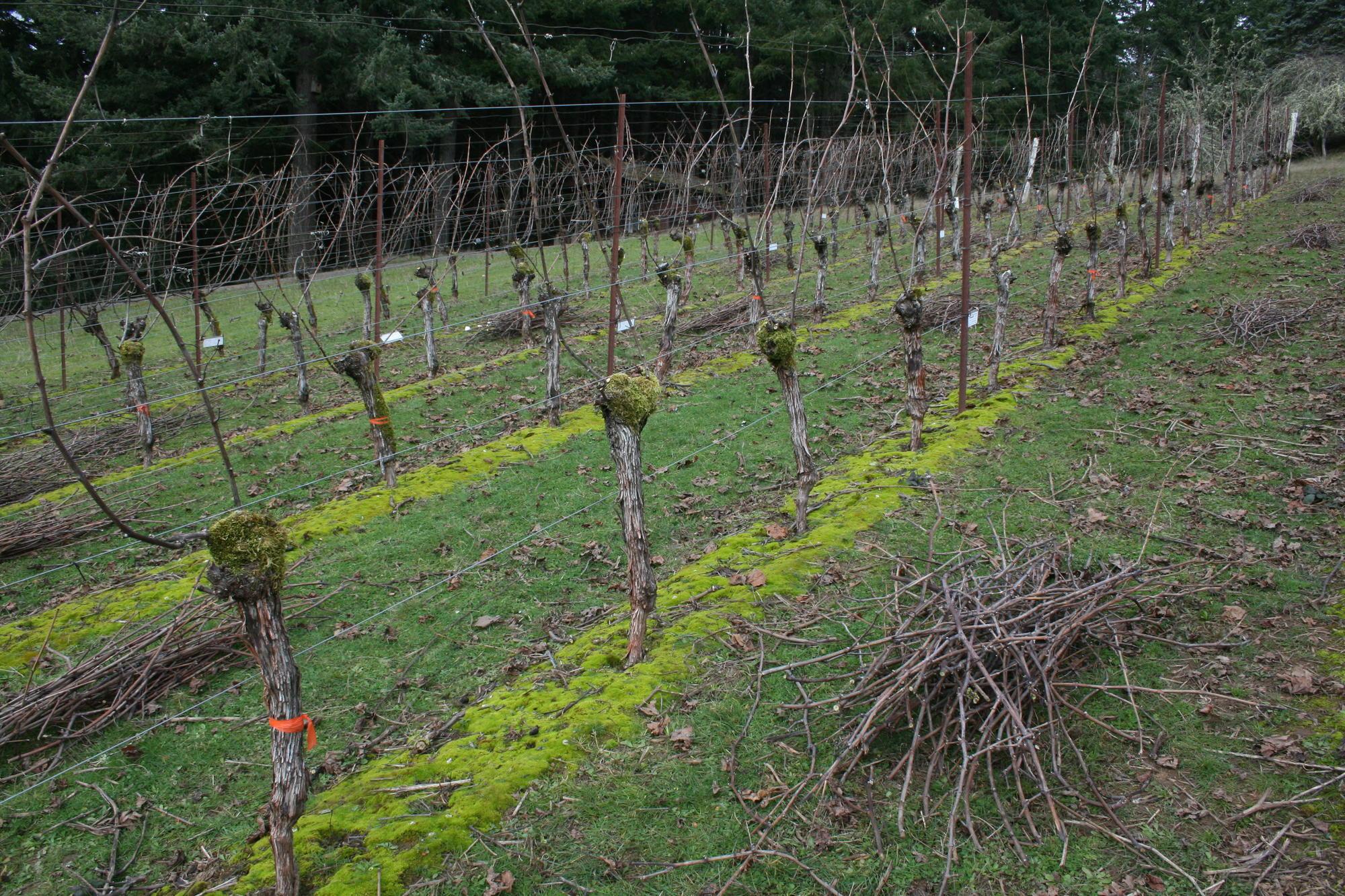cane pruned grapevines with bundled pruned wood on vineyard floor
