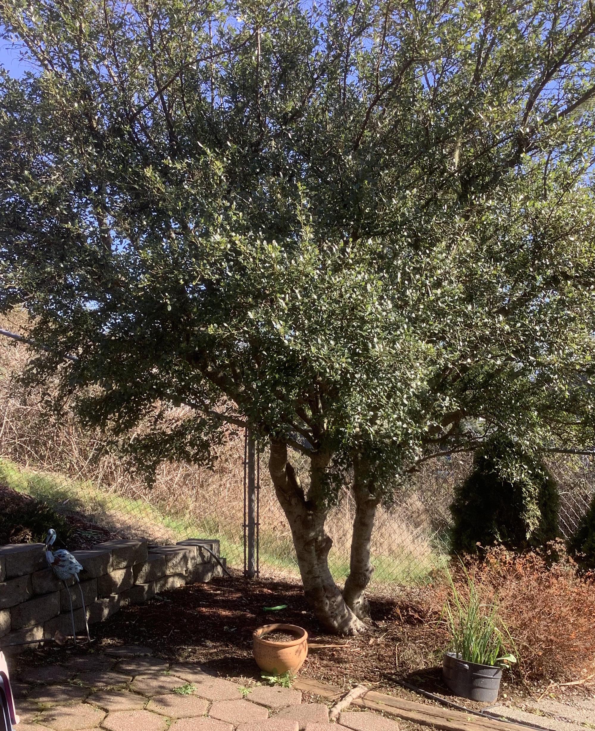 California lilac tree near patio