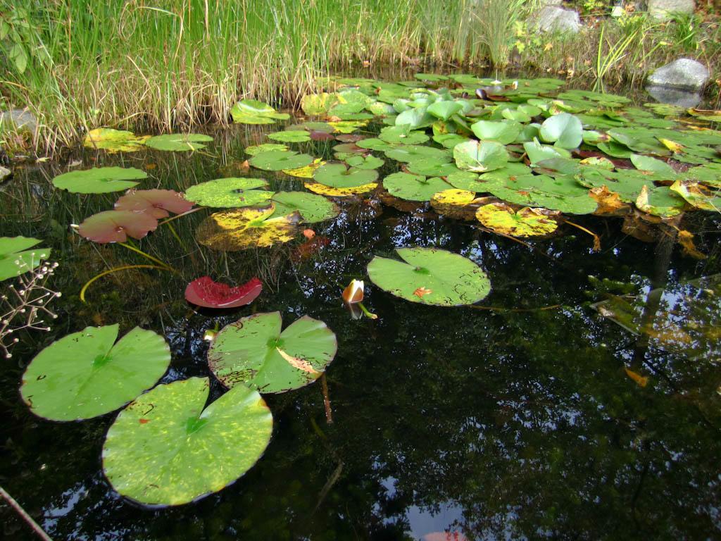 Lilly pads and grasses grow in a small pond