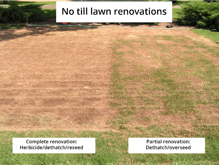 Photo shows two options for no-till lawn renovations. At left is a complete renovation, which included an herbicide, dethatching and reseeding. At right is a partial renovation, which included dethatching and overseeding.