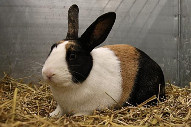 A rabbit with three colors of fur -- black, white and tan -- sits on a bed of hay.