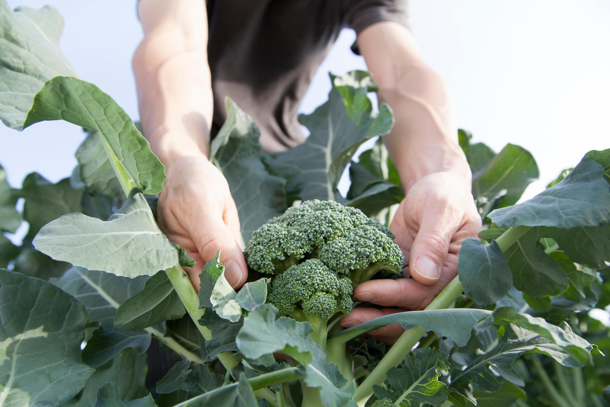 A person picks a head of broccoli.