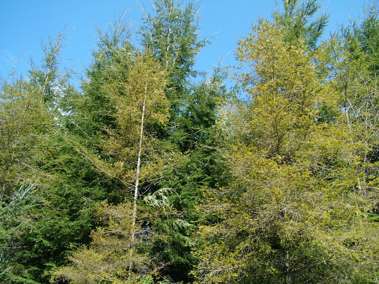 Photo of a mix of Douglas-fir and western hemlock trees shows the yellowing effects of Swiss needle cast on Douglas-fir.