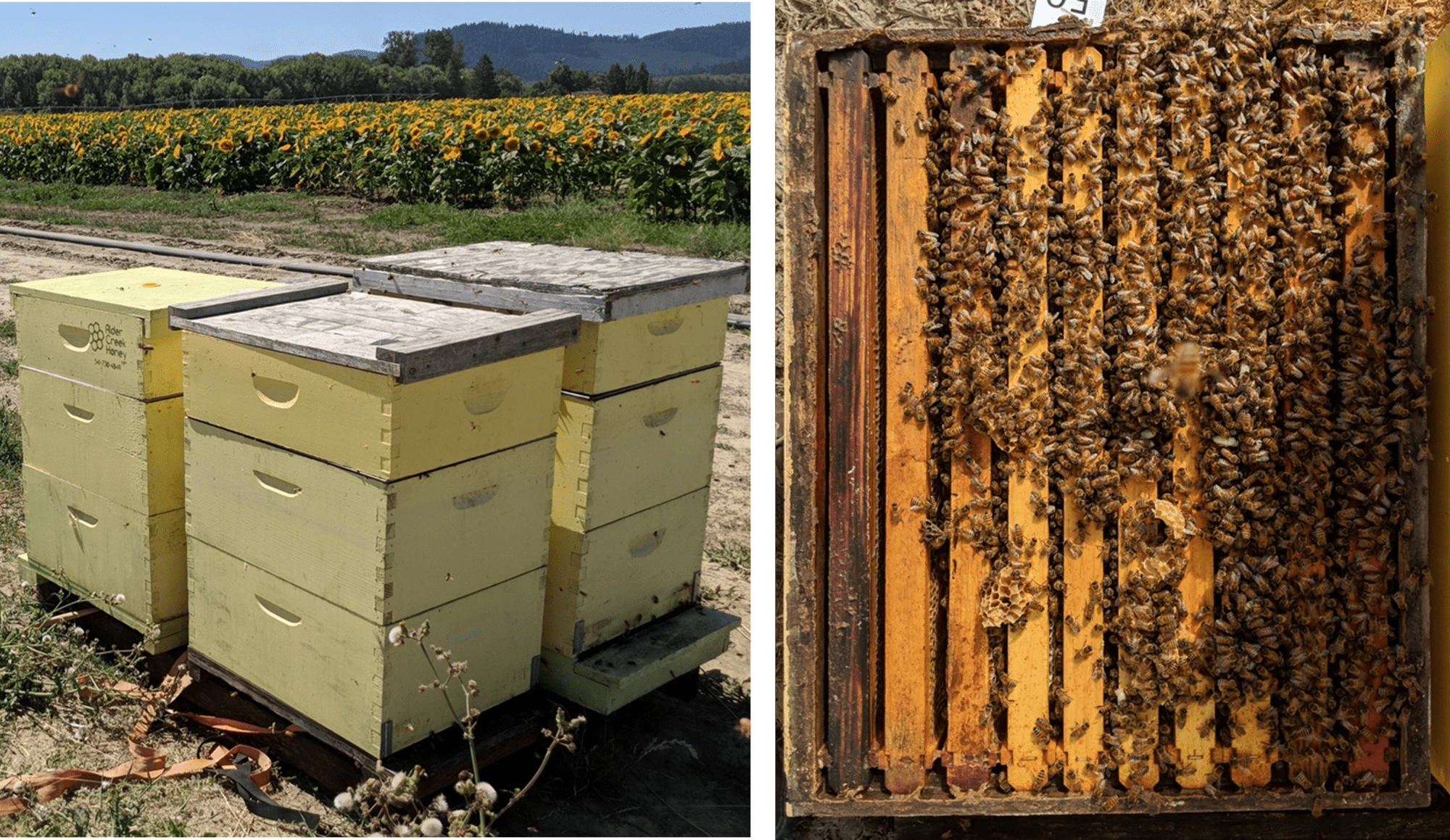 Side-by-side photos. At left are six bee boxes in two stacks of three. At right is a bee box frame with bees covering 75 percent of the area.