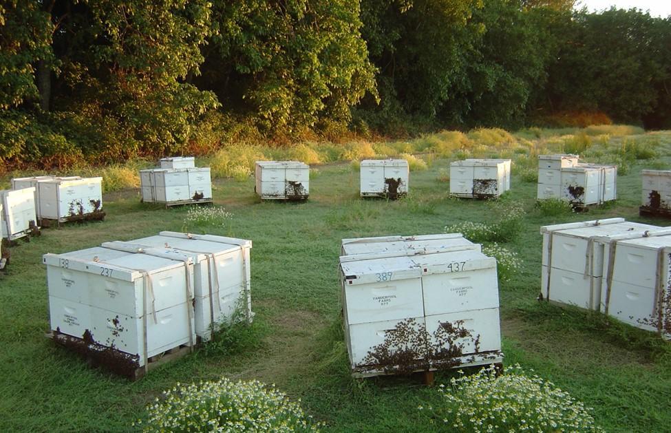 Nine groups of bee boxes are shown arranged in a circle in a field.