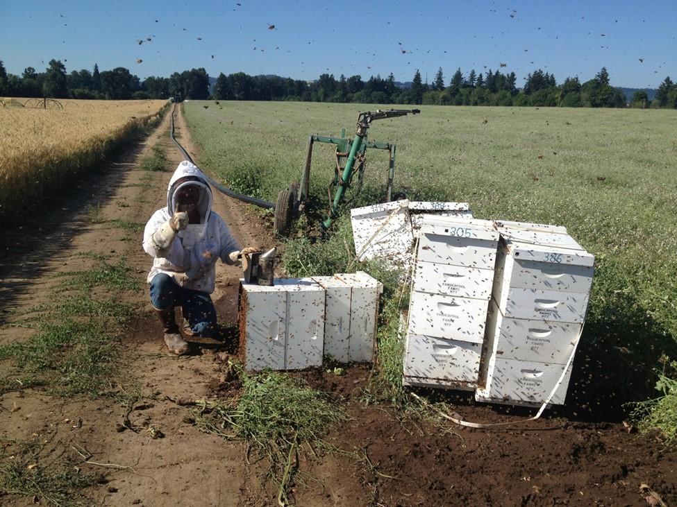 A beekeeper attends to a group of four bee boxes that have been overturned by irrigation equipment.