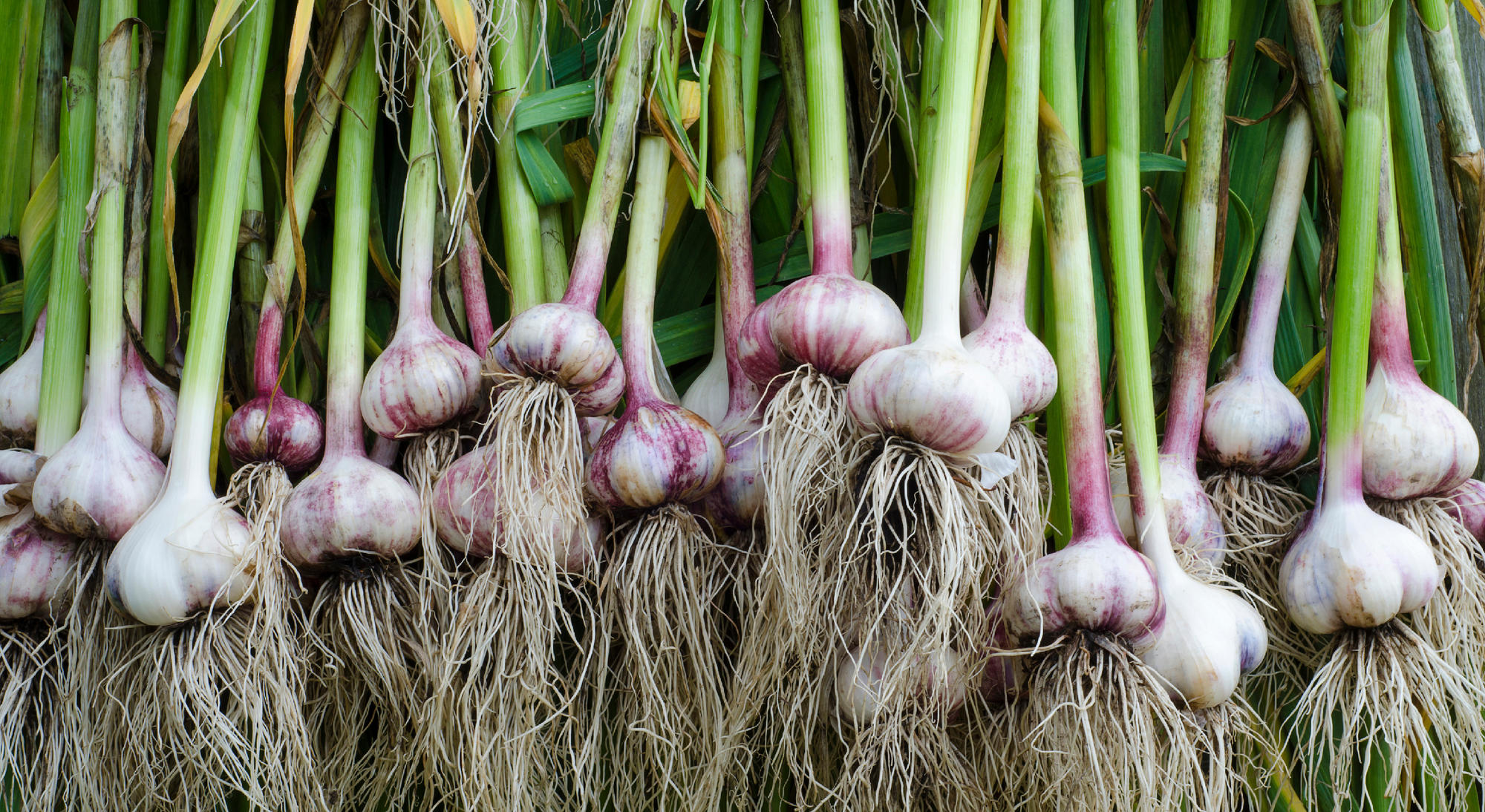 A photo of a bunch of recently harvested garlic bulbs.