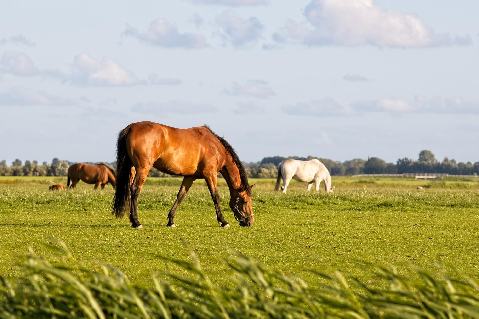 Horses grazing in a pasture.