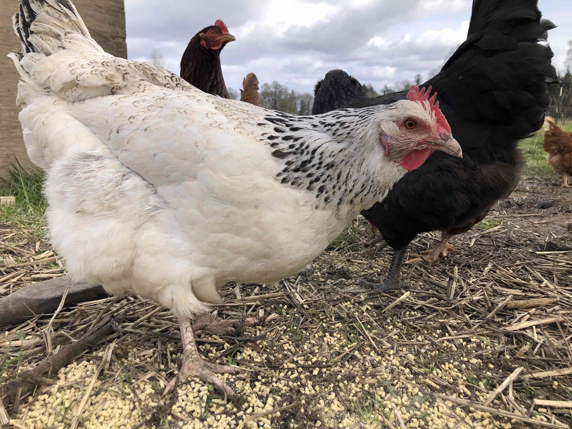 A close-up view of a chicken on a farm with others in the background.