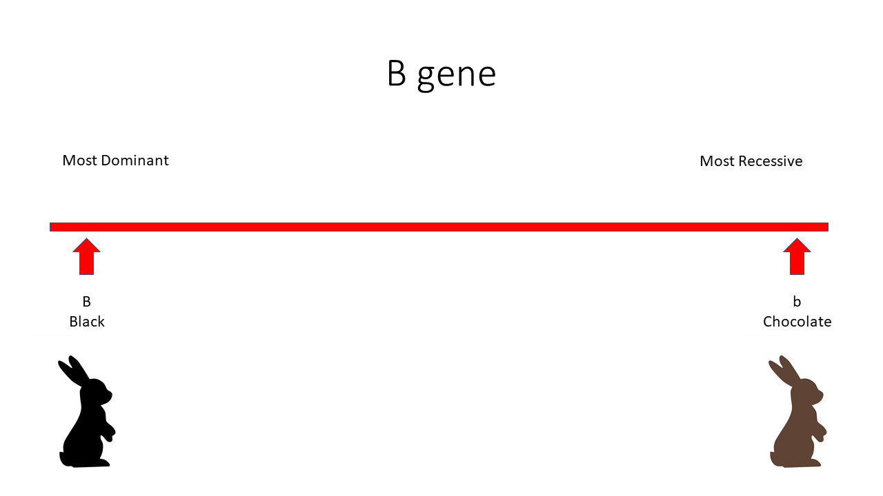 Outlined sketch of the B gene: dominant allele produces a black color base, and recessive produces a chocolate color base