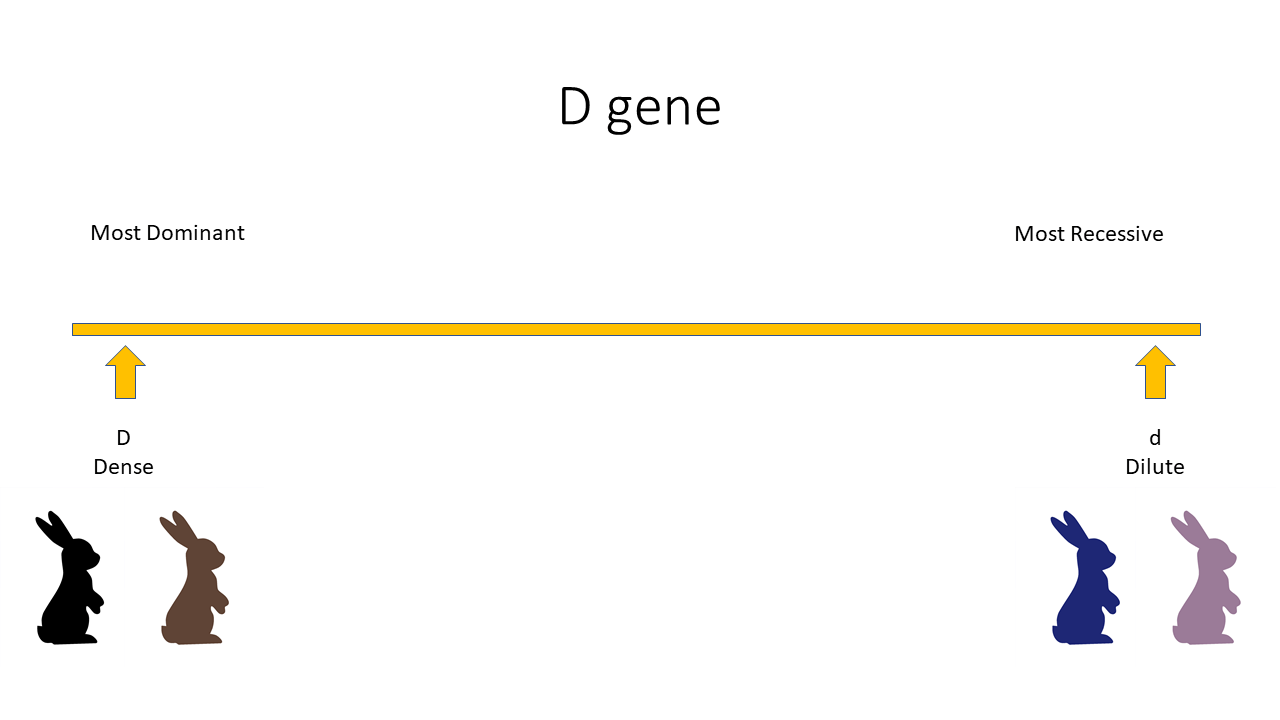 Outlined sketch of the D gene: Color depends on interactivity with the B gene, and ranges from black to lilac.
