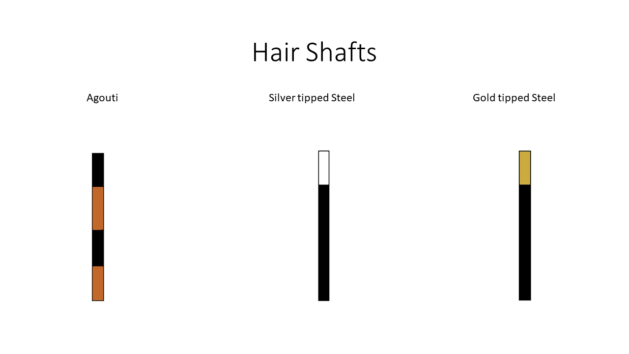 Diagram of hair shaft patterns.