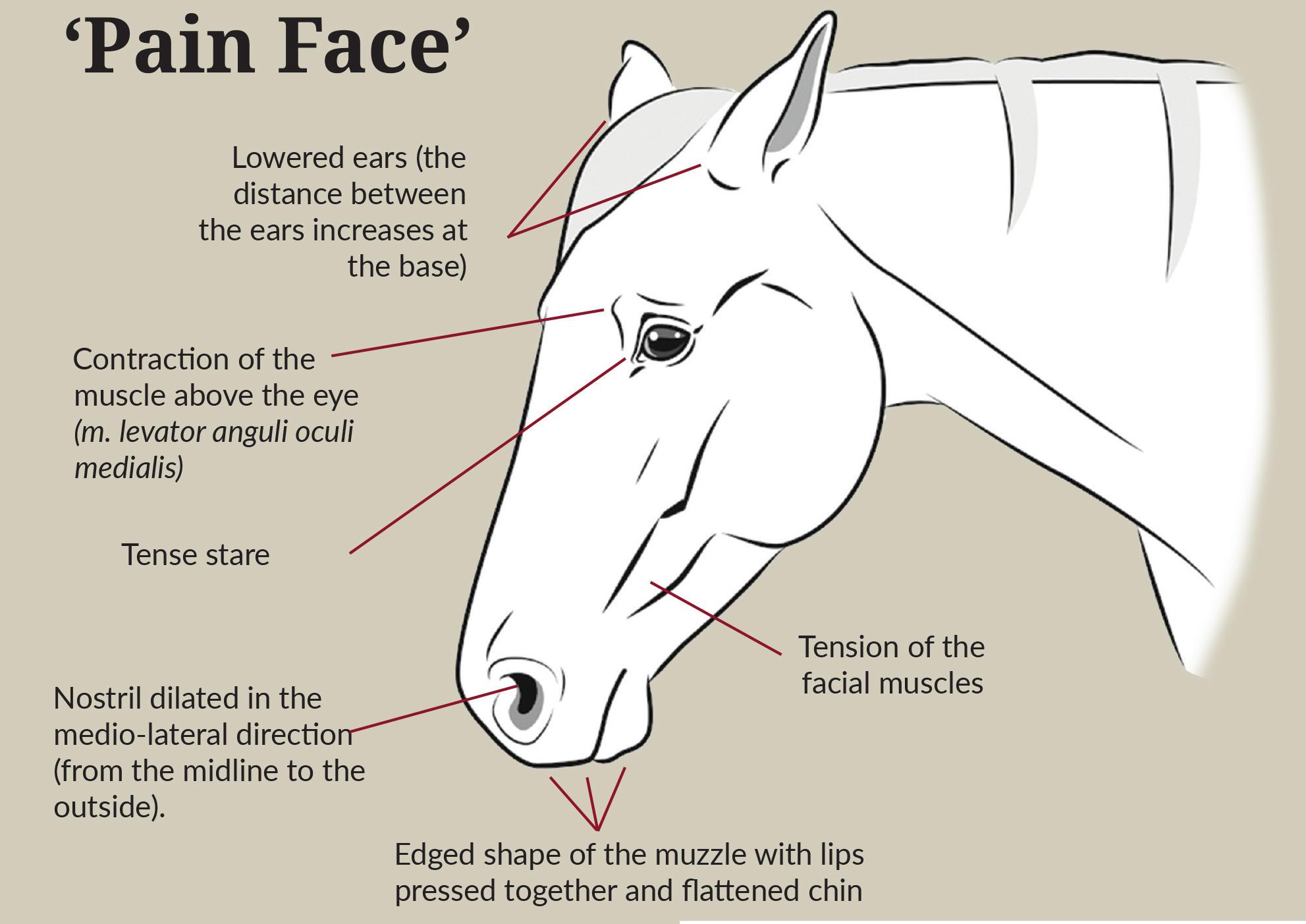 An illustration showing how to detect pain in your horse's expression.