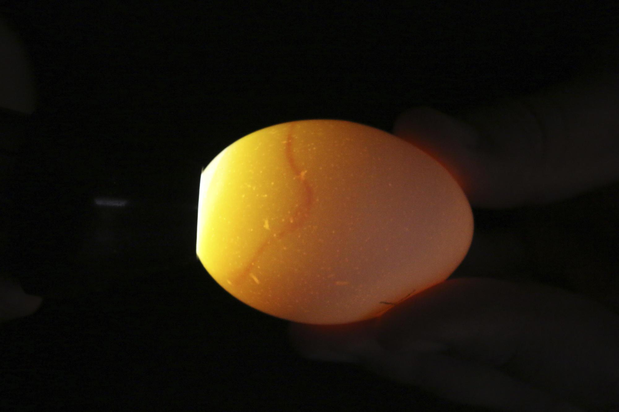 Egg with faint color showing blood ring at one end