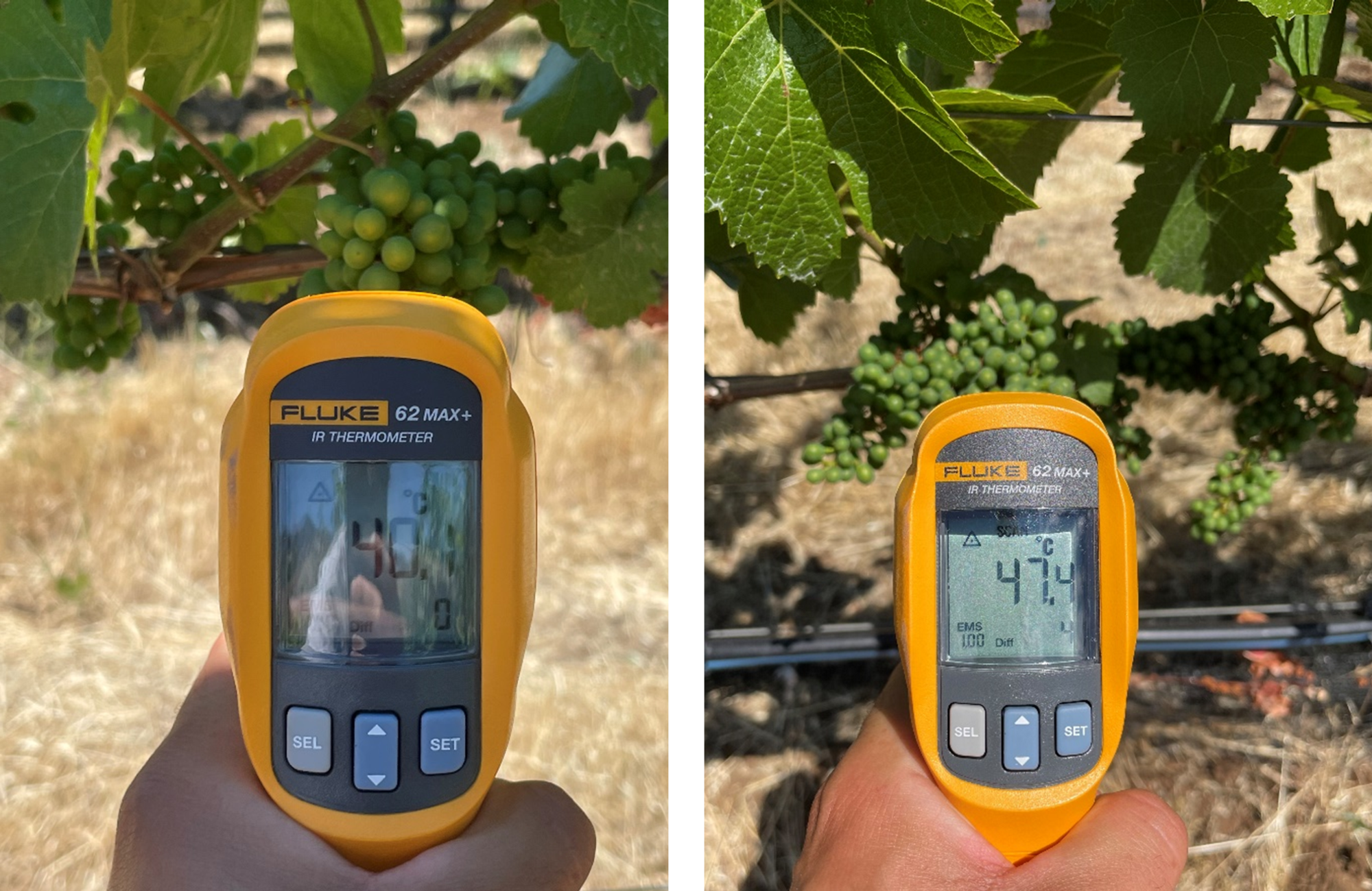 An infrared thermometer showing the surface temperature of a shade and an exposed grape cluster.