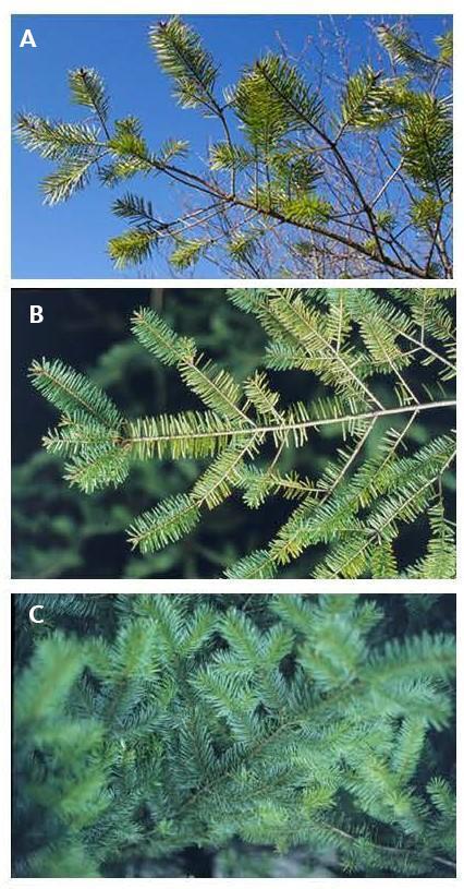 Series of three photos shows how Swiss needle cast affects needle retention of Douglas-fir trees.