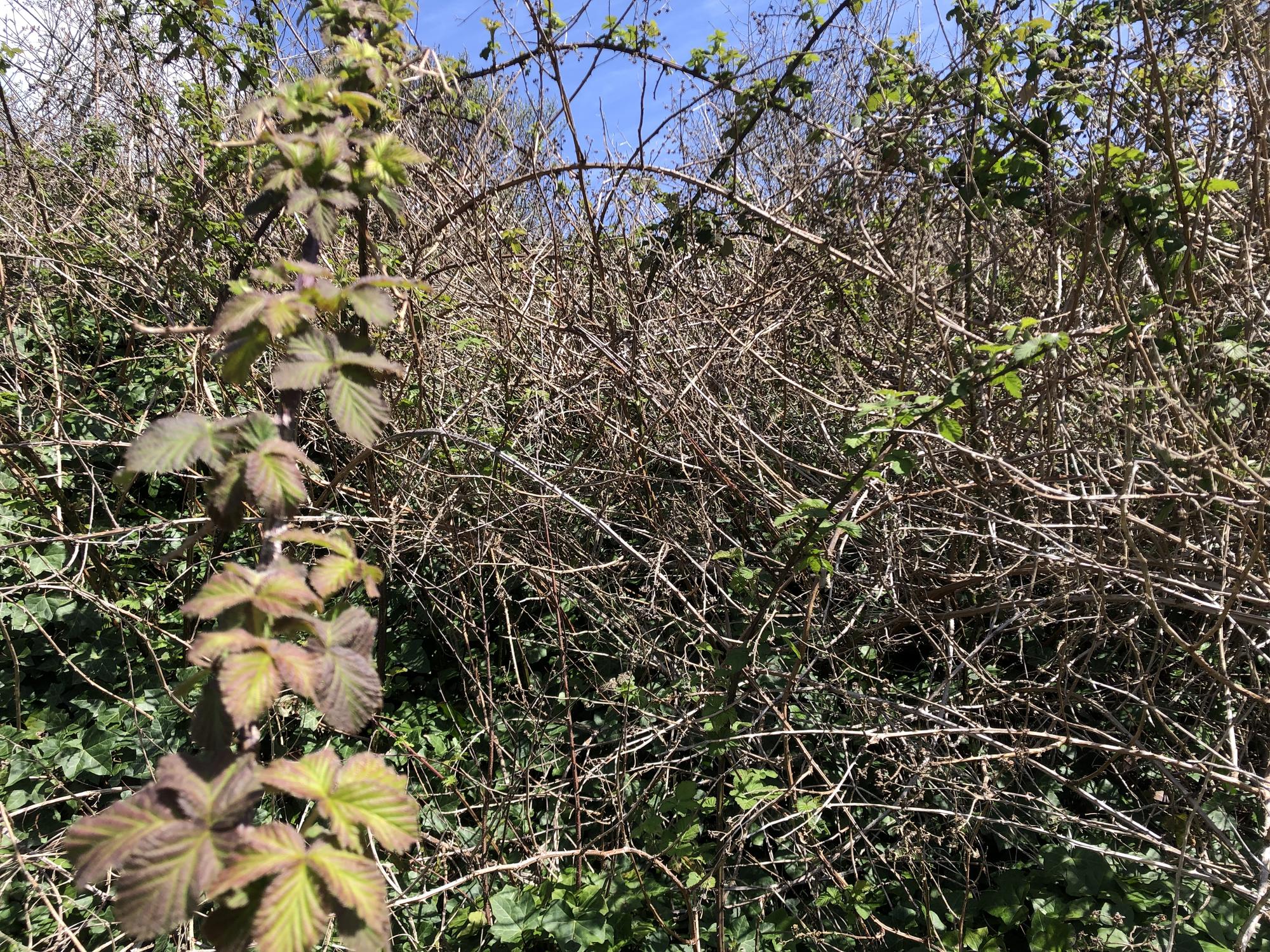 A blackberry bramble with shoots extending in several directions.