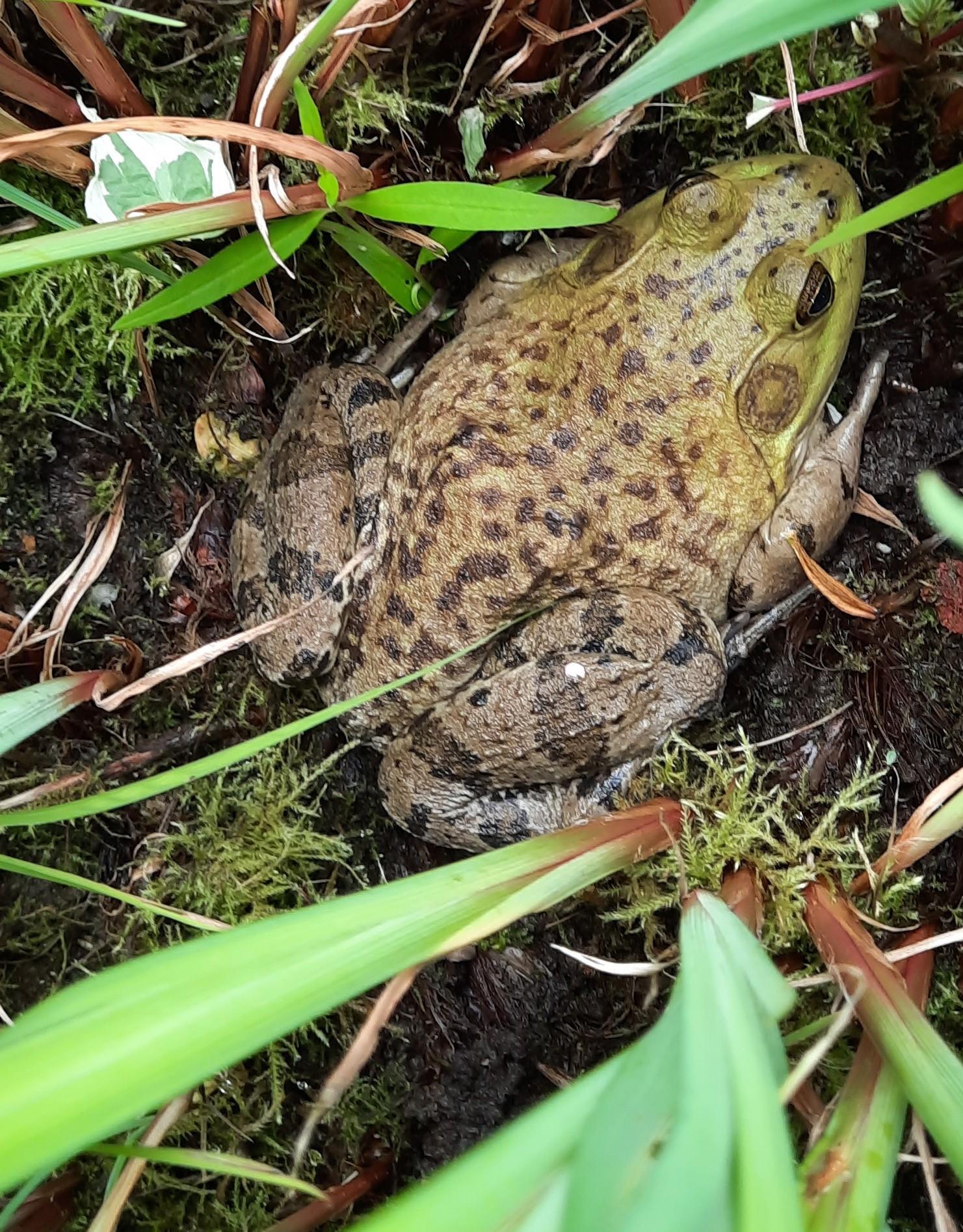 Bullfrog sits at the base of a plant