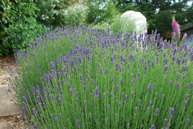 Lavender is a good drought-tolerant plant that will surviive summer heat and drought.