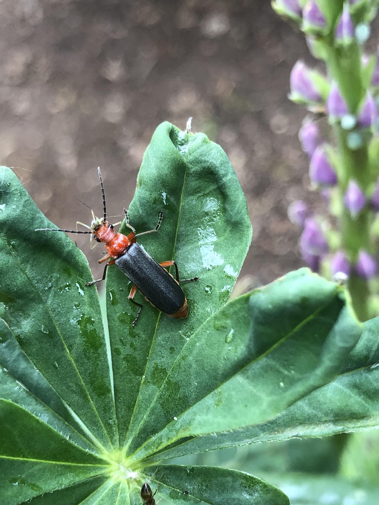Soldier beetle with captured aphid