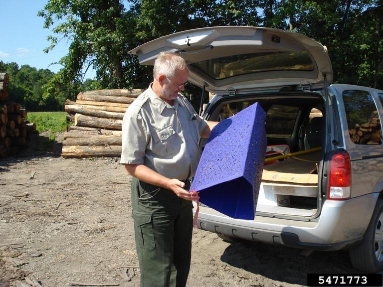 A forestry researcher holding a purple prism insect trap.