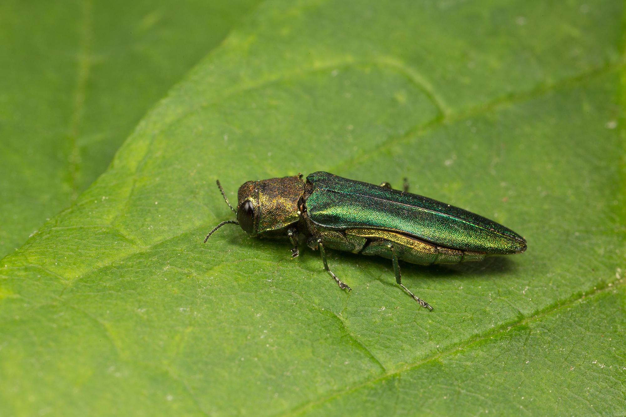 Emerald Ash Borer on a leaf. The insect is a metallic green shade.