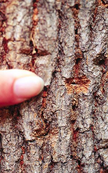 finger pointing to indentation in bark