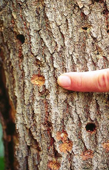 finger pointing to scrape in bark