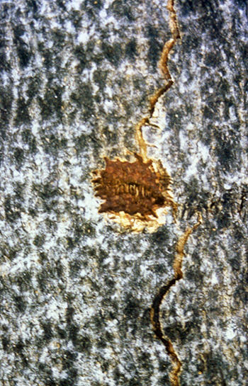 scrape on bark filled with brown grass