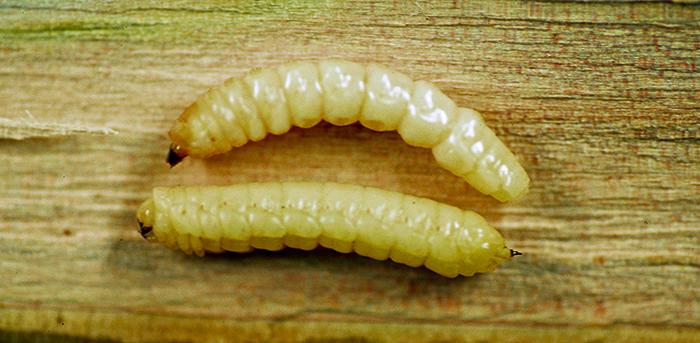 two white wormlike larvae