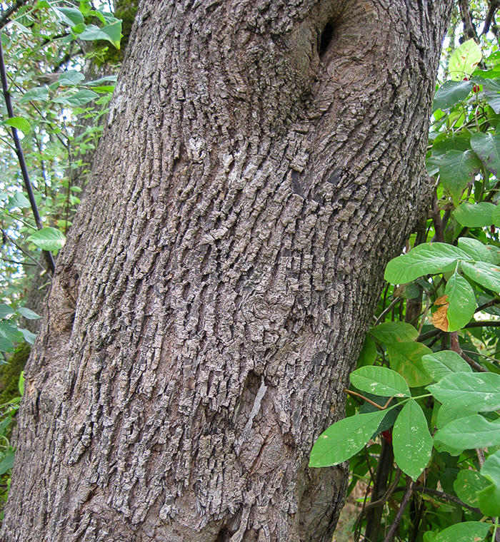 ash bark with ridges