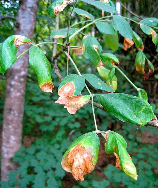 browning at ends of ash leaves