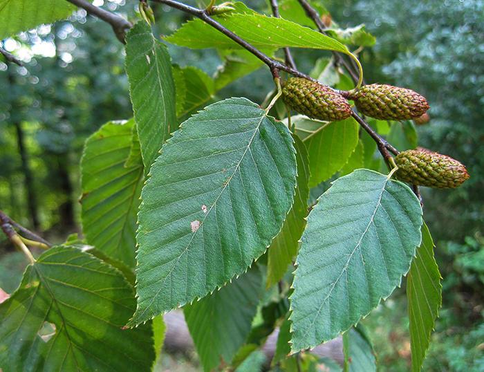 birch leaves and cones
