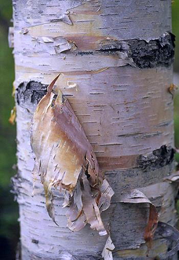 birch bark, peeling