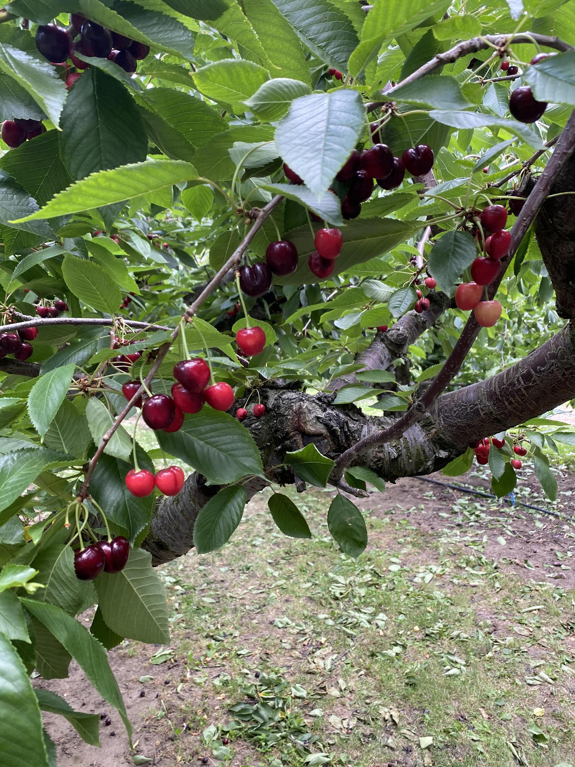 sweet cherries on a tree