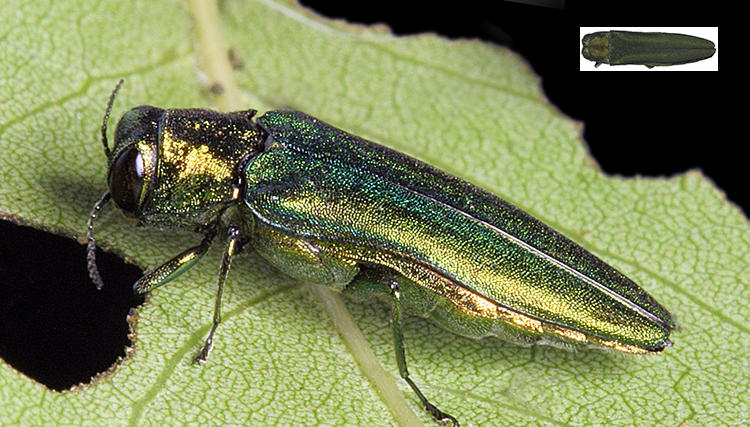 Adult EAB, and actual size in top right corner