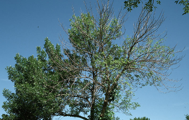Crown dieback in an ash tree