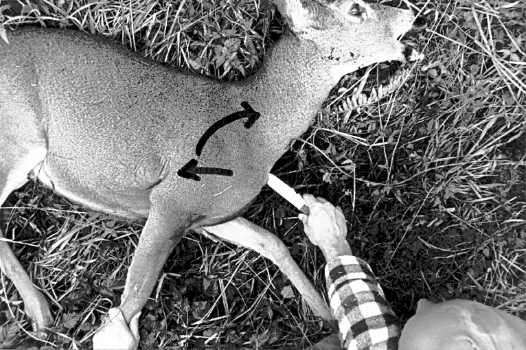 A man shows how to cut open a deer.