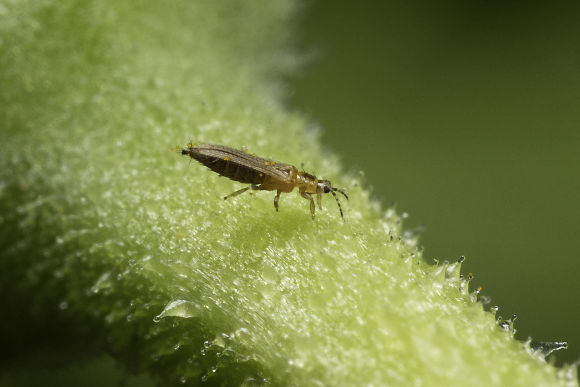 thrips tiny insect on magnified plant stem