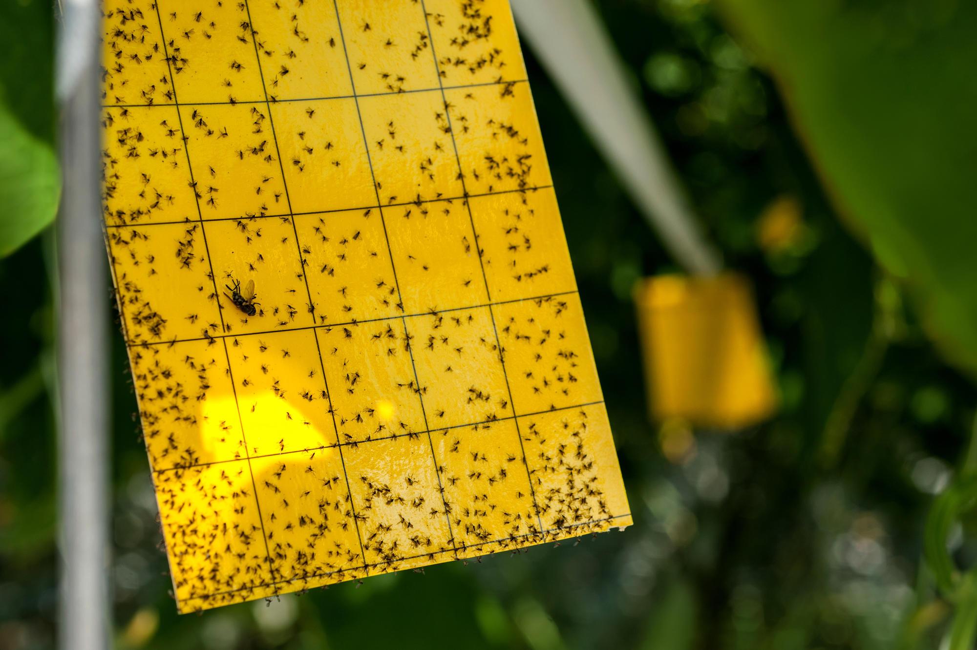 bugs stuck to. yellow card with grid