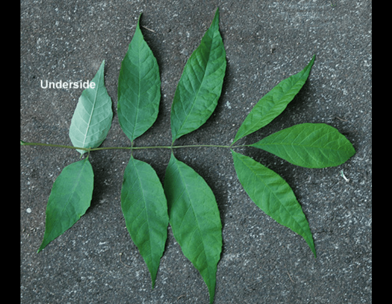 green ash tree leaf on grey background