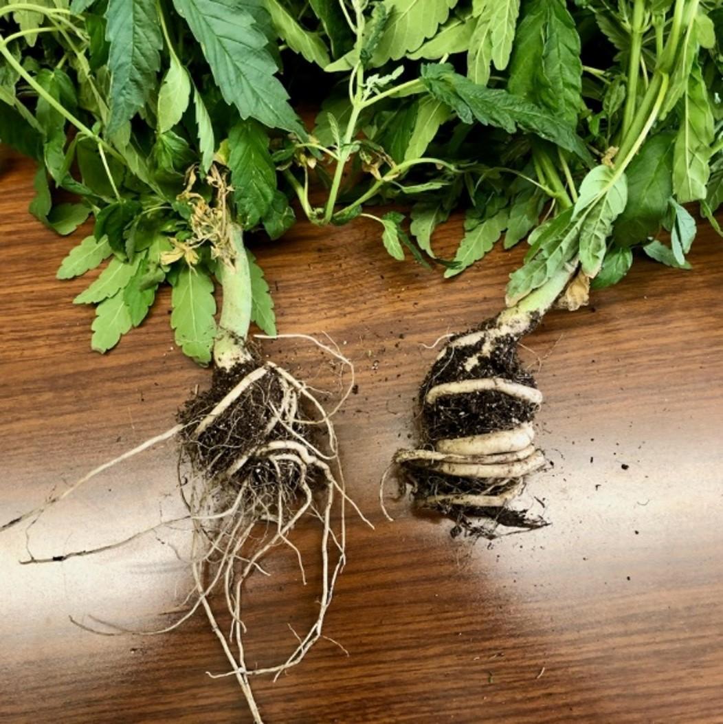 Photo shows hemp plants with constricted roots.