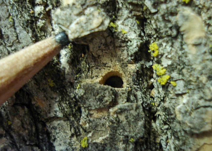 D-shaped hole in bark with pencil for scale
