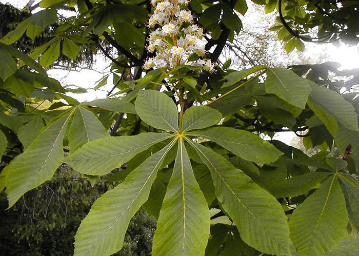 horse chestnut leaves and flowers