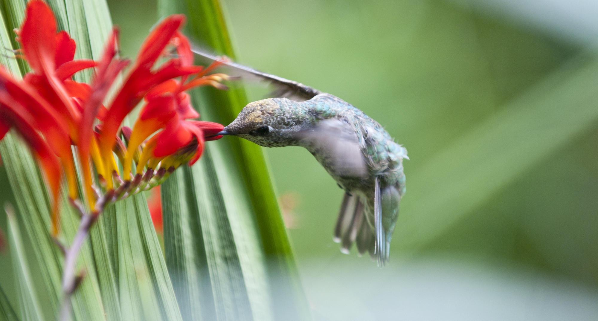 hummingbird drinks from red flower