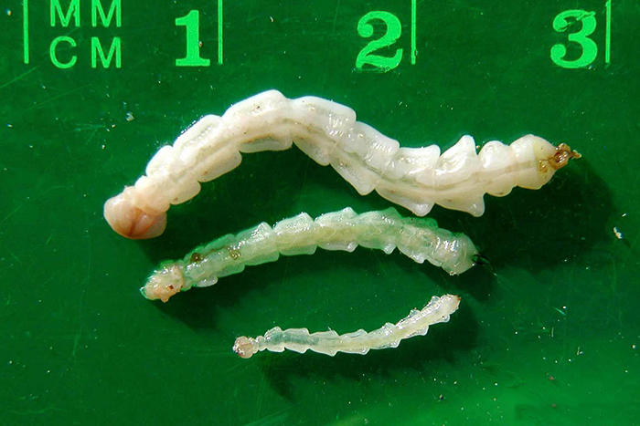 ridged white worms adjacent to metric ruler